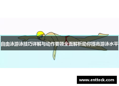 自由泳游泳技巧详解与动作要领全面解析助你提高游泳水平